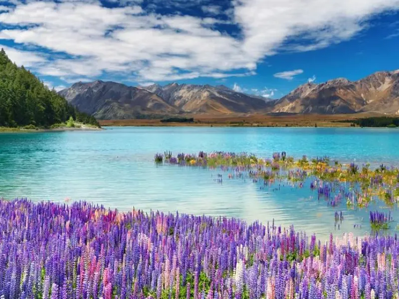 뉴질랜드 남북섬 럭셔리 7일 허니문